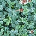 Trifolium fragiferum Foglia