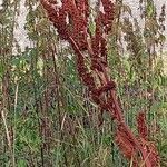 Rumex aquaticus पत्ता