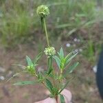 Spermacoce verticillata Leaf