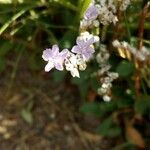 Limonium binervosum Цветок
