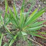 Yucca flaccida Leaf