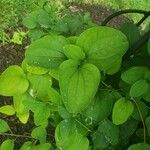 Smilax herbacea Levél