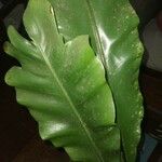 Asplenium nidus Leaf