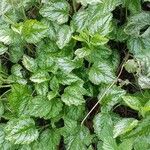 Lamium galeobdolonBlatt