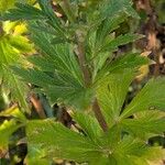 Aconitum variegatum Hoja