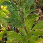 Aconitum variegatum Blatt