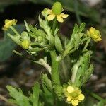 Ranunculus sceleratus Flower