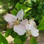 Malus domesticaFlower