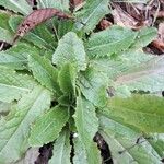 Lactuca virosa Blatt