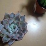 Echeveria colorata Leaf