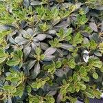 Pittosporum tobiraЛист