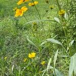 Bidens aurea Celota