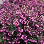 Erica carnea Buveinė