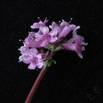 Nardostachys jatamansi Habit