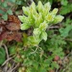 Sempervivum globiferum Flower