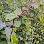 Persicaria chinensisBlad