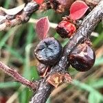 Cotoneaster horizontalis Gyümölcs