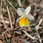 Viola hymettia 花
