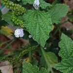 Heliotropium indicum Blad