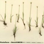 Juncus triglumis Other