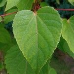 Idesia polycarpa Leaf