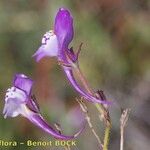 Linaria algarviana Other
