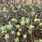 Euphorbia balsamifera Fuelha