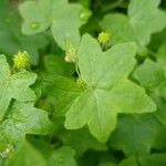 Bowlesia incana Yaprak