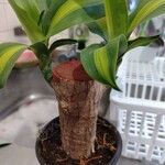 Dracaena fragransLevél