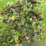 Aronia melanocarpa Habitus
