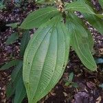 Miconia nervosa Leaf