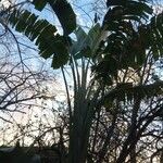 Strelitzia alba Blad