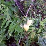 Cirsium erisithales Yaprak