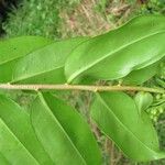 Marcgravia pittieri Hoja