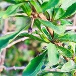 Lycium chinense Leaf
