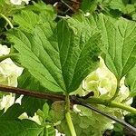 Viburnum macrocephalum Leaf