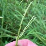 Leersia oryzoides Frucht