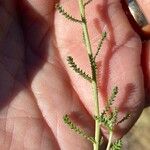 Santolina villosa Hoja