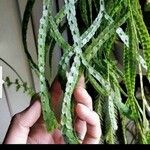 Huperzia nummulariifolia 叶