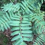 Sorbus scalaris Leaf