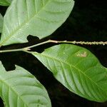 Coccoloba acuminata পাতা