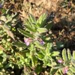 Teucrium scordium Квітка