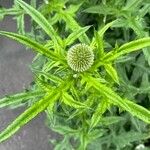 Echinops sphaerocephalus葉