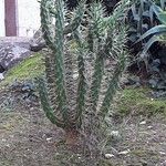 Austrocylindropuntia cylindrica Blad