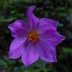 Dahlia imperialisFlower