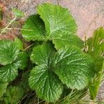 Geum sylvaticum Leaf