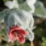 Pardoglossum cheirifolium Flower