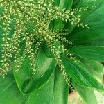 Cordyline stricta Folio