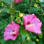 Hibiscus syriacusKwiat