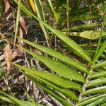 Flagellaria indica 叶